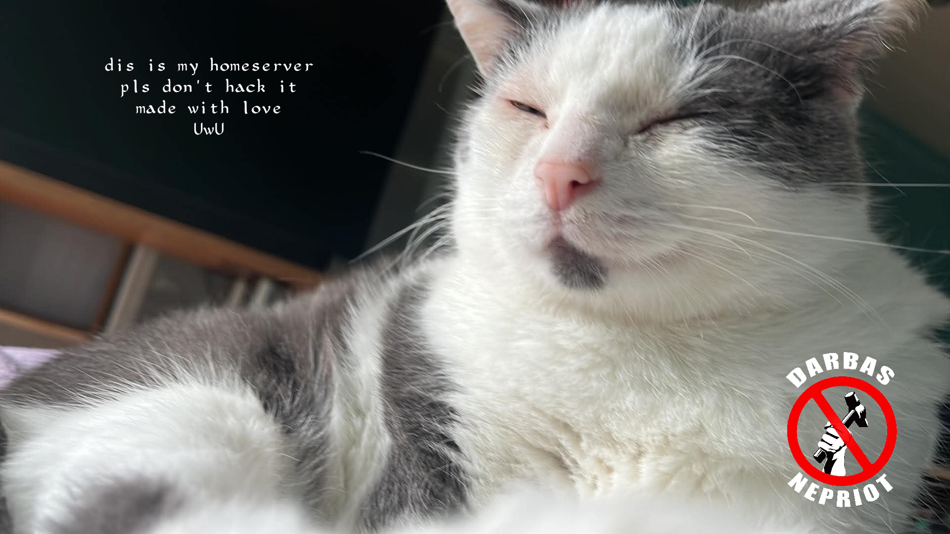 A cat
